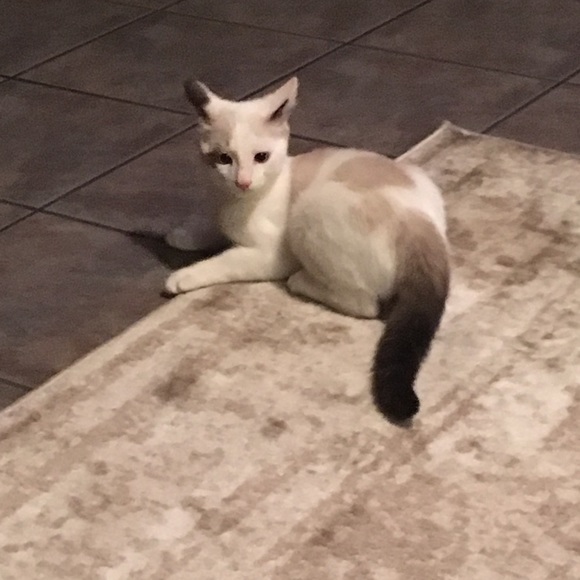 Meet your Posher, Blakely - Picture 1 of 1